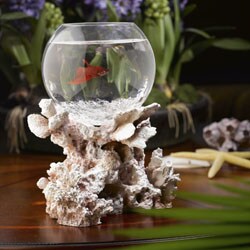 Blue Lagoon in Fossilized Coral Fishbowl