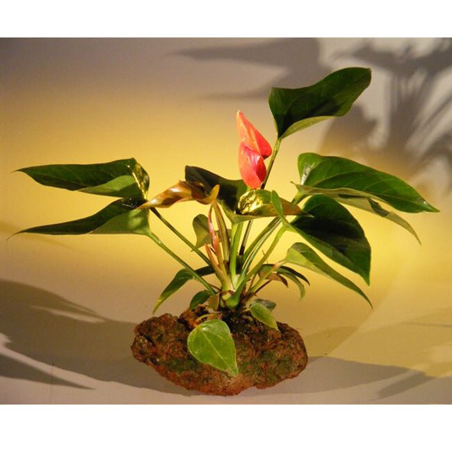 Anthurium In Lava Rock Bonsai Tree