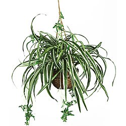 Spider Silk Hanging Basket