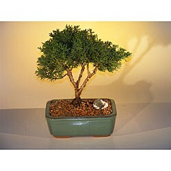 Shimpaku Large Bonsai Tree