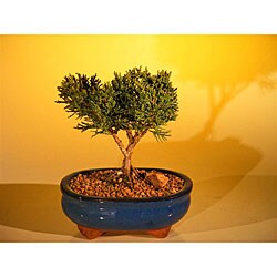 Small Shimpaku Juniper Tree