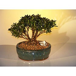 Azalea Chinzan Bonsai Tree