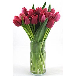 Red Tulips and Free Vase