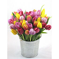 Bucket of Mixed Tulips (50 Stems)