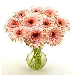 Gerber+daisies+pictures