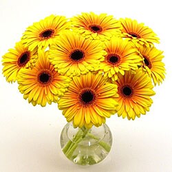 Gerbera+daisies+pictures