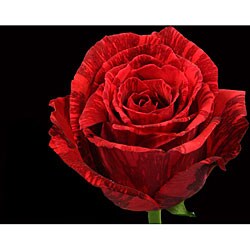 72 Red Intuition Roses