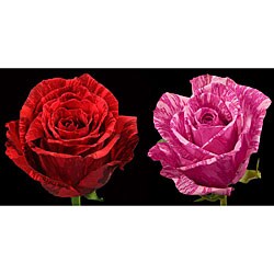Exotic Red and Pink Intuition Roses (72 Stems)