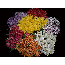Fresh 40 Assorted Alstromerias Flowers