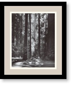 Ansel Adams 'Redwoods, Founders Grove, 1966' Framed Art Print