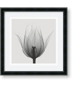 Steven N. Meyers 'Triumph Tulip' Framed Art Print