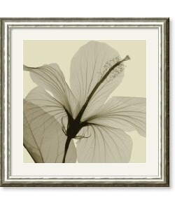 Steven N. Meyers 'Hibiscus' Framed Art Print
