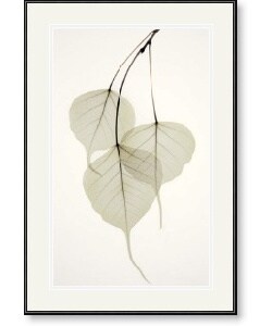 Albert Koetsier 'Bo Tree' Framed Art Print