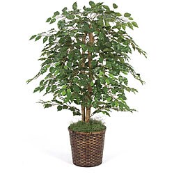 4-foot Green Ficus Bush