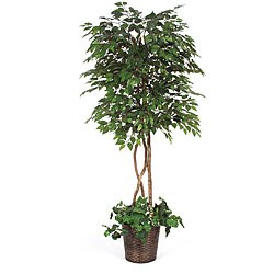 Under-planted 6.5-foot Green Ficus Tree 