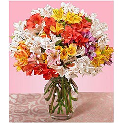 Peruvian Lilies (100 Blooms)
