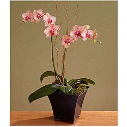 Potted Double-stemmed Kaleidoscope Orchid