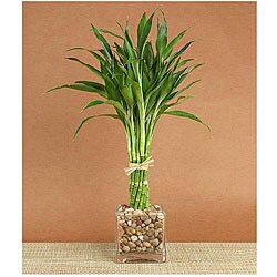 Elegant Twist Bamboo Plant