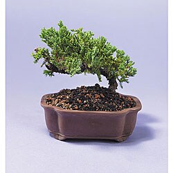(Valentine's Day Pre-order) Juniper Bonsai Tree