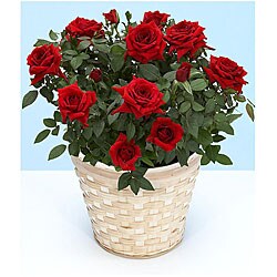 (Valentine's Day Pre-order) Potted Red Rose Plant