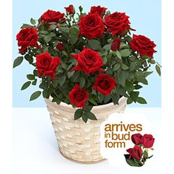 Potted Red Rose Plant