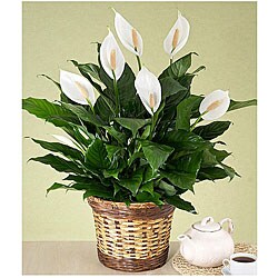 Premium Sympathy Peace Lily