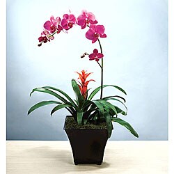 (Valentine's Day Pre-order) Potted Exotic Orchid Garden