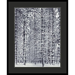 Ansel Adams 'Pine Forest in the Snow, Yosemite National Park' Art Print