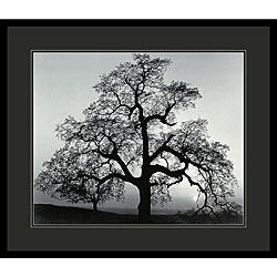 Ansel Adams 'Oak Tree, Sunset City, California, 1962' Framed Art Print