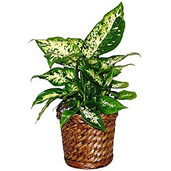 Dieffenbachia Live Plant