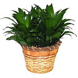 Janet Craig Compacta Live Plant