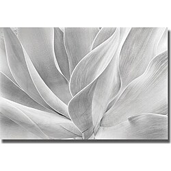 Chris Honeysett 'White Agave' Unframed Canvas