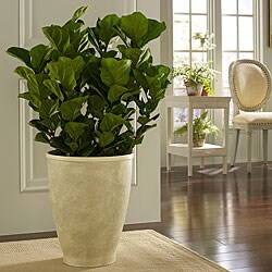 Large Venetian Planter (Indonesia)
