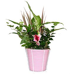 Tropical Plants in Pink Wire Basket