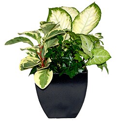 Contempo Noir Tropical Planter