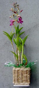 Potted  Dendrobium Plant