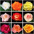 125 Stems Assorted 40 cm Color Roses