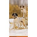 SportDog Add-a-Beeper (Extra 3/4" Green Nylon Collar Included)