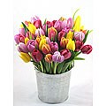 Bucket of Mixed Tulips (50 Stems)
