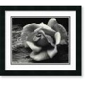 Adams 'Rose and Driftwood, San Francisco 1932' Framed Print