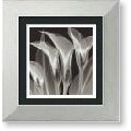 Steven N. Meyers 'Four Callas #3' Framed Art Print