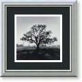 Adams 'Oak Tree, Sunrise, 1966' Framed Art Print