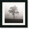 Jamie Cook 'Fog Tree Study I' Framed Art Print