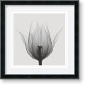 Steven N. Meyers 'Triumph Tulip' Framed Art Print