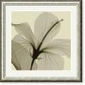 Steven N. Meyers 'Hibiscus' Framed Art Print