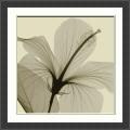 Steven N. Meyers 'Hibiscus' Framed Art Print