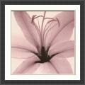 Steven N. Meyers 'Lily' Framed Art Print