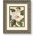 Von Schwarzbek 'Afternoon Magnolia' Framed Art Print