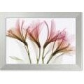 Steven N. Meyers 'Alstromeria' Framed Art Print