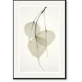 Albert Koetsier 'Bo Tree' Framed Art Print